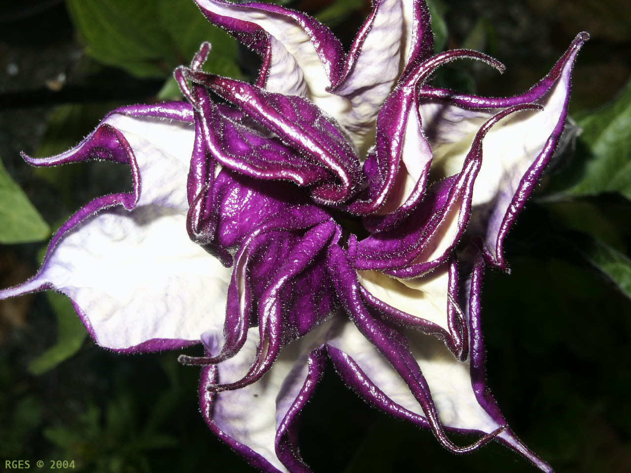 Purple Datura flower [NL 2004] © RGES